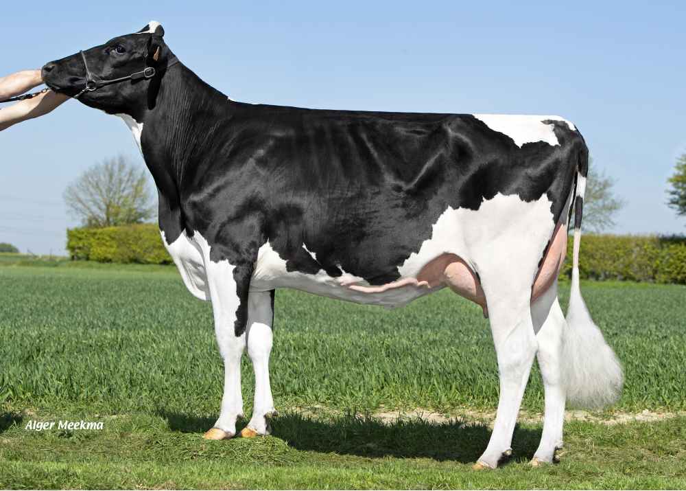 4307, hija de HOTSHOT182 - Prop: GAEC de la Tour. Bailleulmont (Fr)
