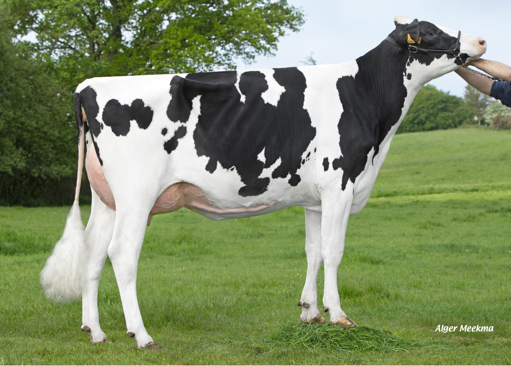 Pearl, hija de HOTSHOT182 - Prop: GAEC de la Chapelle. Gondelain (Fr)