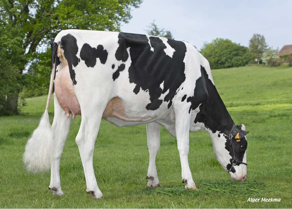 Pearl, hija de HOTSHOT182 - Prop: GAEC de la Chapelle. Gondelain (Fr)