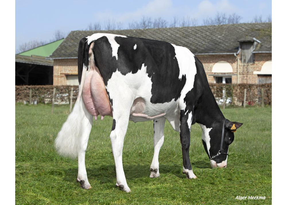 4698, hija de HOTSHOT182 - Prop: GAEC Lethuillier. Gommerville (Fr)