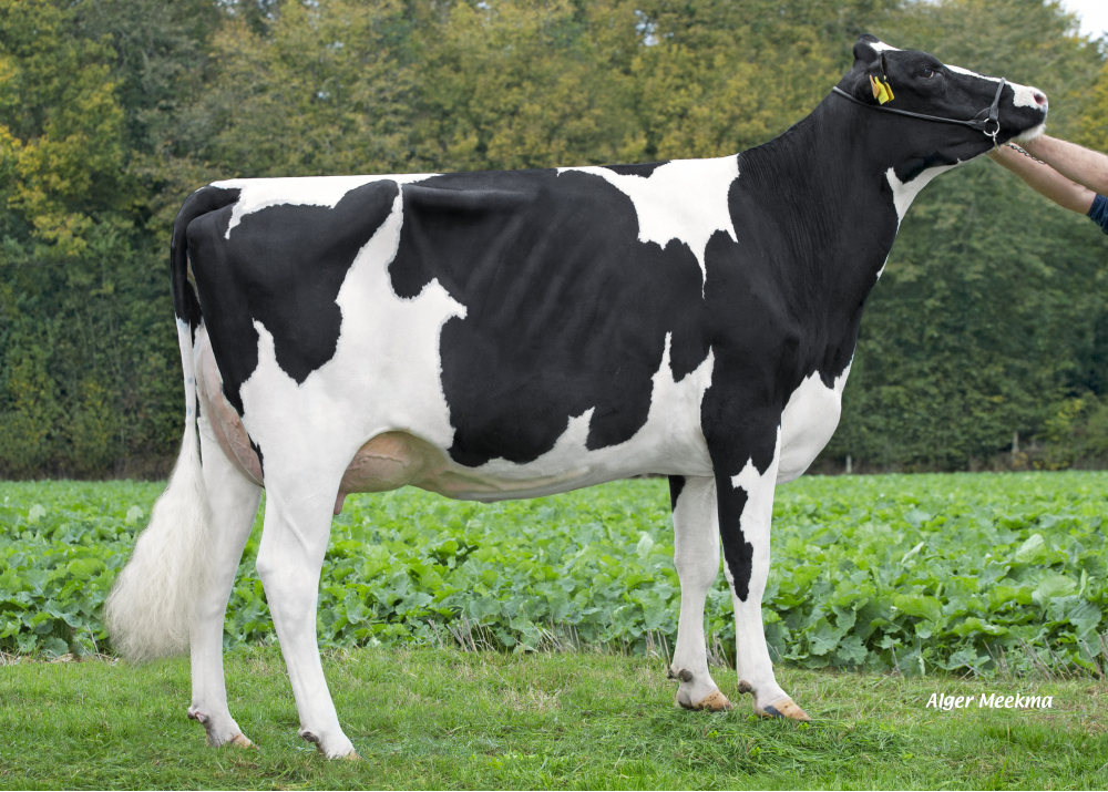 Offset, hija de HOTSHOT182 - Prop: GAEC de la Jugletière. La Ferte en Ouche (Fr)