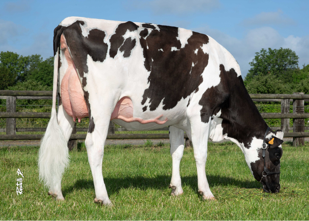Neige NTS, hija de HOTSHOT182 - Prop: EARL Nuttens (Fr)