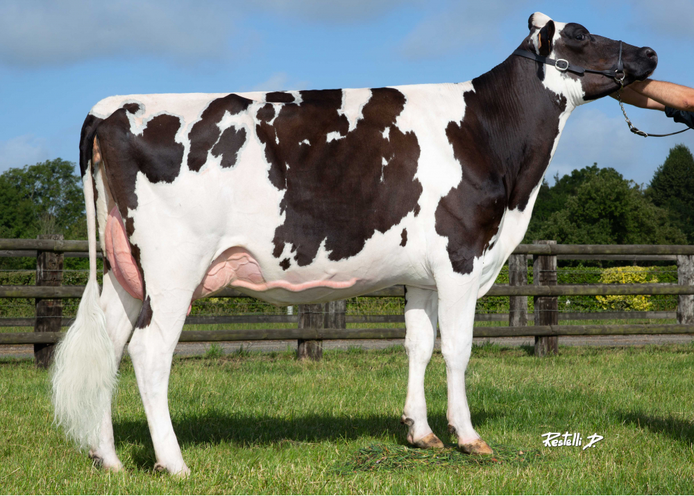 Neige NTS, hija de HOTSHOT182 - Prop: EARL Nuttens (Fr)