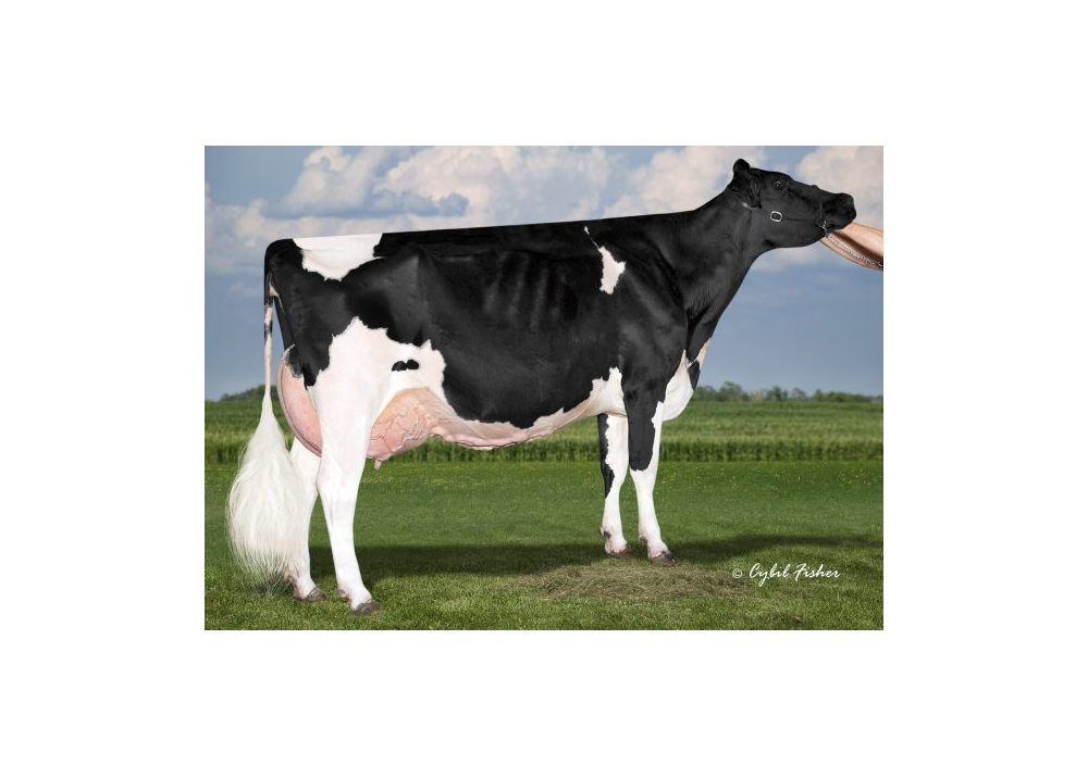 COOKIECUTTER MOG HANKER  EX94, great grandmother of NHALEN.
