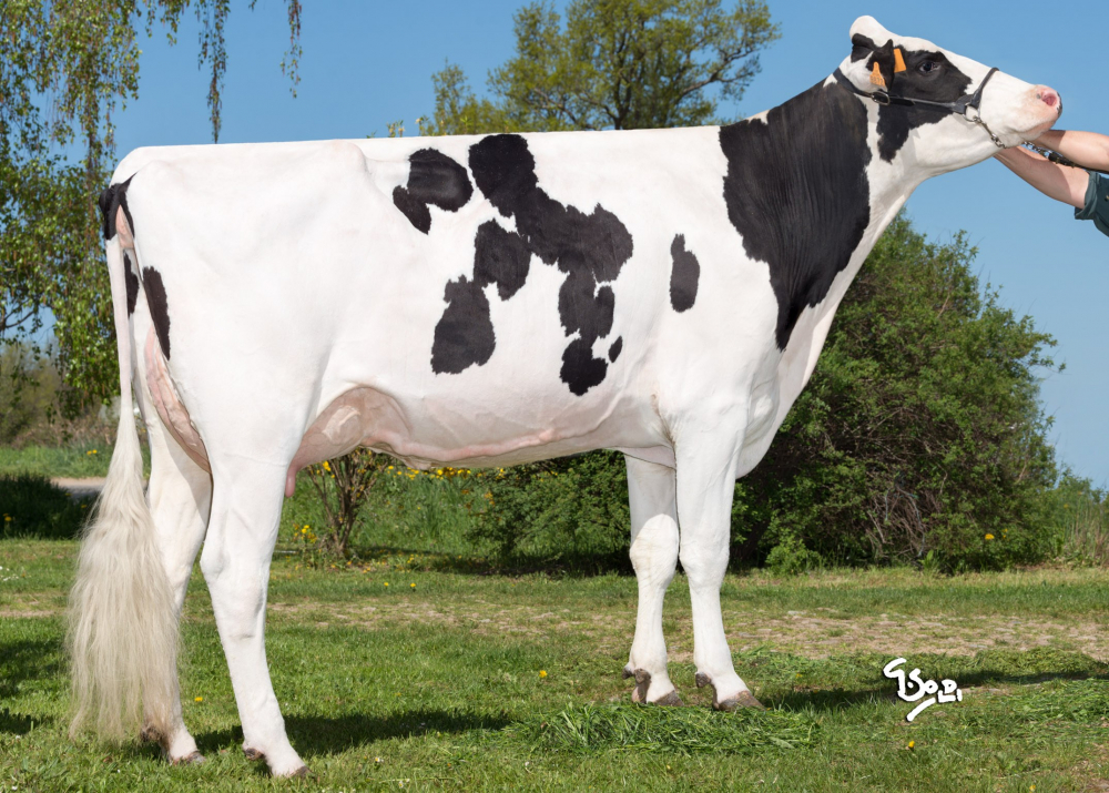 LUBIE Silver Gold Chip - Dam of NUBERON