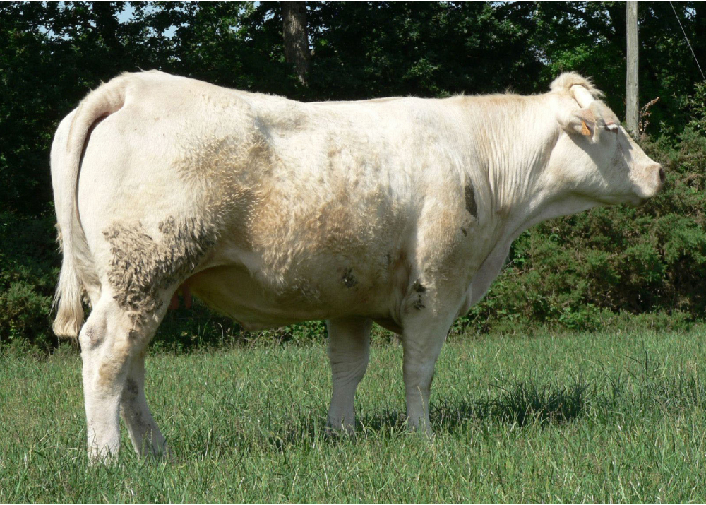 Hija de TERNOIS