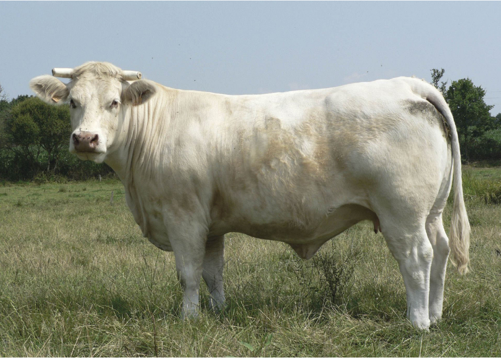 Hija de TERNOIS