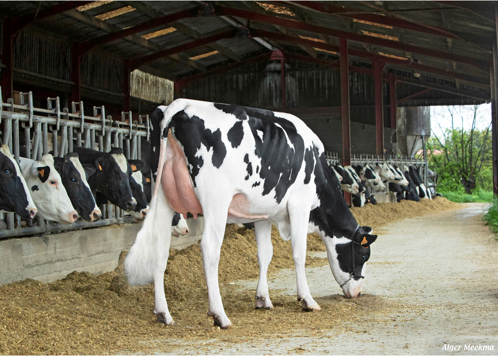 Ravie, daughter of NHALEN - Owner: GAEC les Quatre Chênes. Les Lucs sur Boulogne (Fr.)