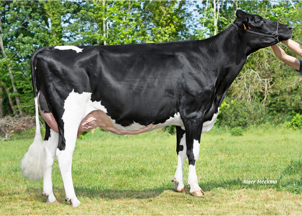 Jeltje 1600, daughter of MR EXTRA - Owner: GAEC Toullec. Plomelin (Fr.)