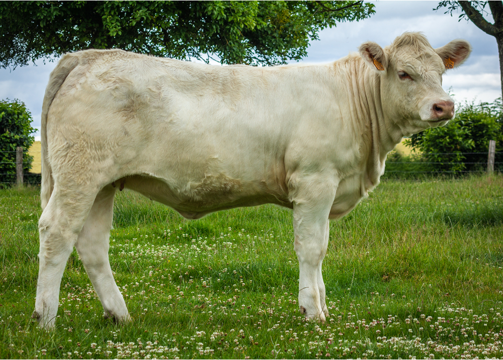 2606, daughter of ONEDREAM P - Owner: EARL de la Mare du Bois. Haudricourt (Fr.)