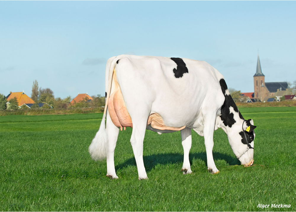 Aukje 190, daughter of NUBERON - Owner: Molkfeebedriuw De Jong, Tirns (The Netherlands)