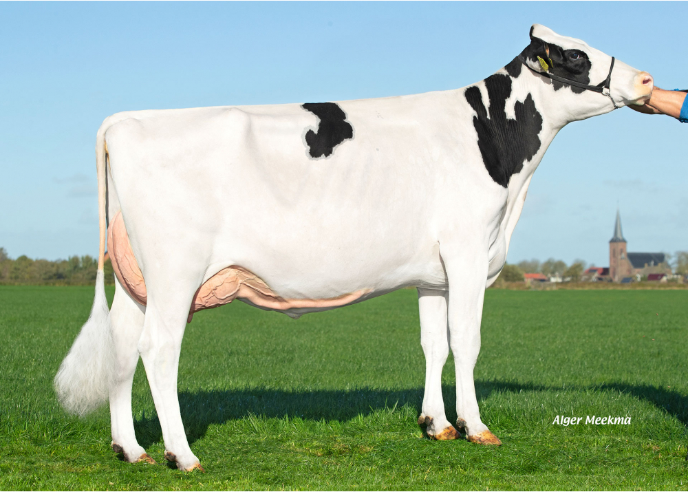Aukje 190, daughter of NUBERON - Owner: Molkfeebedriuw De Jong, Tirns (The Netherlands)