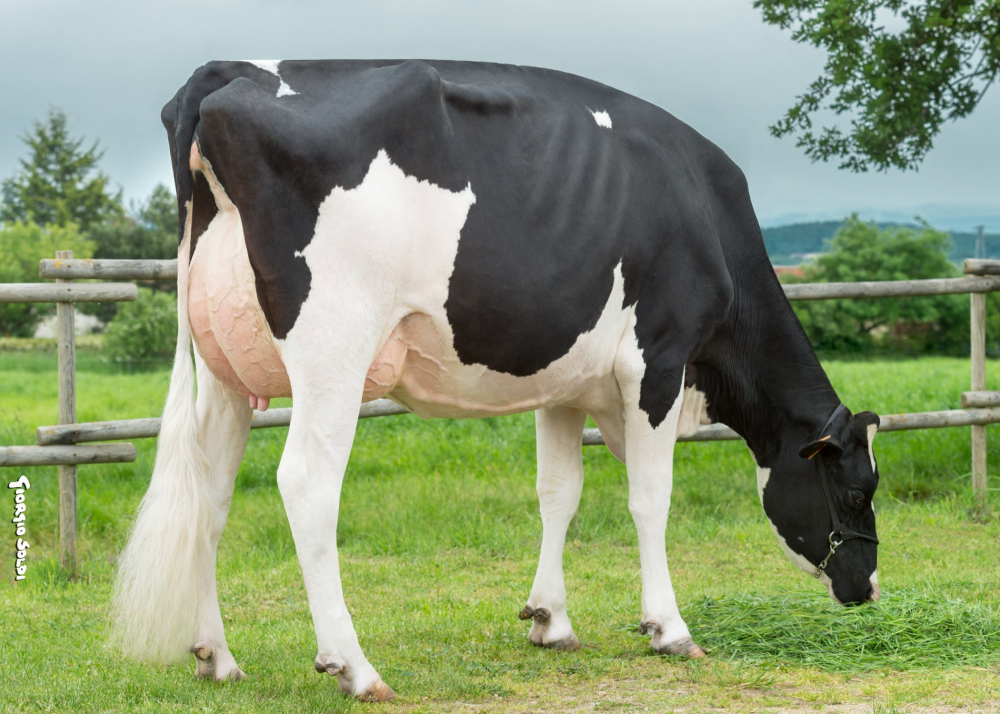 5684, sœur de JOBART 5684, sœur de JOBART