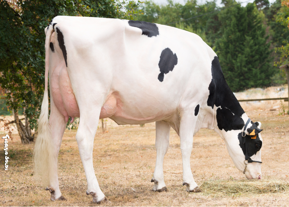 MUSCADE, fille de JOBART MUSCADE, fille de JOBART