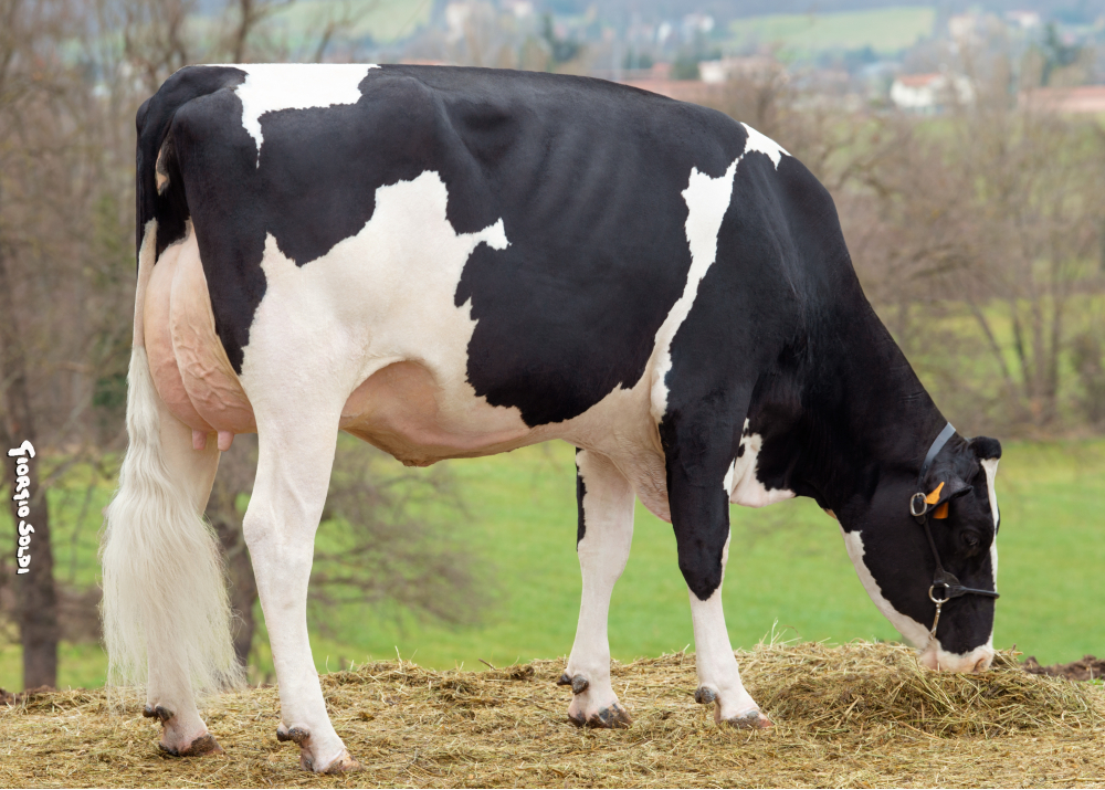 NOBILLE, fille de JOBART NOBILLE, fille de JOBART
