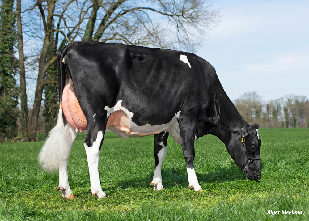 Kossinkhoeve Gerda 99, dam of NUBERON - Owner: Melkveebedrijf Kossinkhoeve, Winterswijk-Huppel (NL)