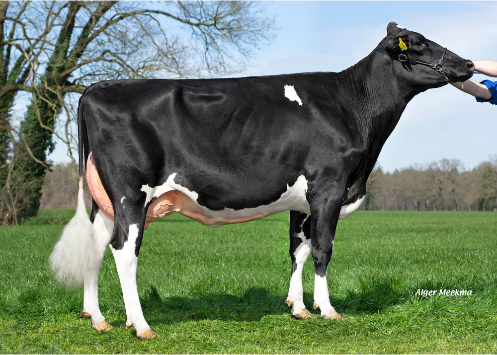 Kossinkhoeve Gerda 99, dam of NUBERON - Owner: Melkveebedrijf Kossinkhoeve, Winterswijk-Huppel (NL)