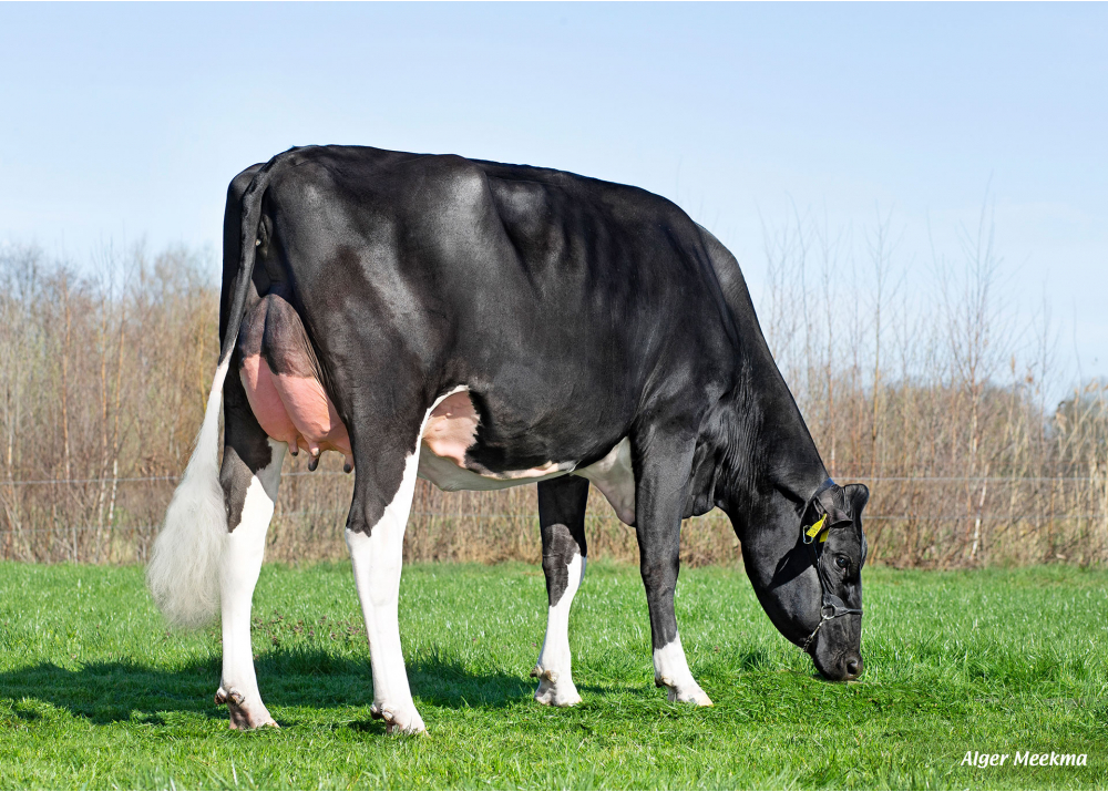 Zyp 525, daughter of NUBERON - Owner: Melkveebedrijf Jageweg, Winterswijk-Huppel (NL)