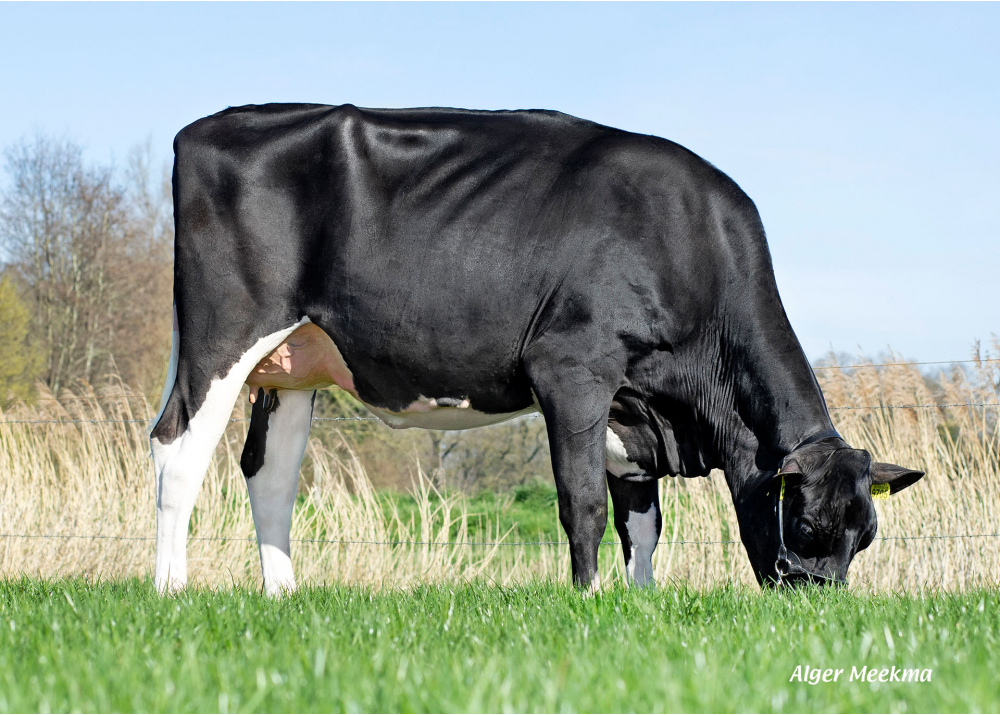 Zyp 525, daughter of NUBERON - Owner: Melkveebedrijf Jageweg, Winterswijk-Huppel (NL)