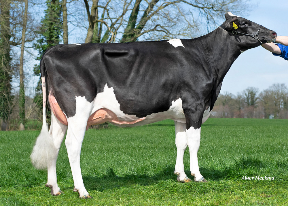 Kossinkhoeve N Black Velve 58, daughter of NUBERON - Owner: Melkveebedrijf Kossinkhoeve, Winterswijk-Huppel (NL)