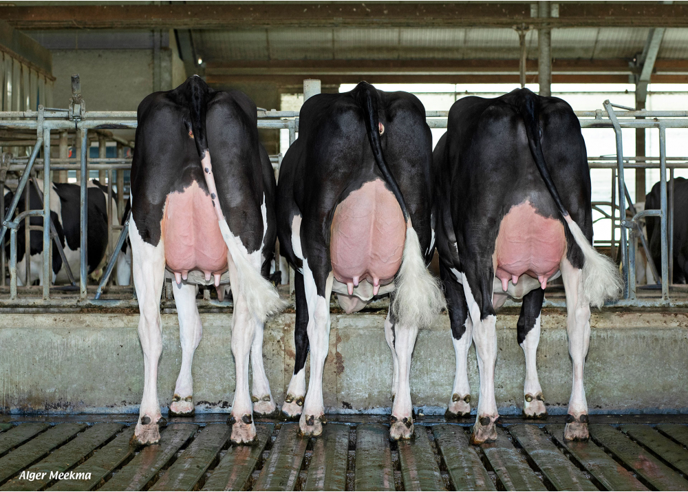 3 daughters of NUBERON - Owner: Melkveebedrijf Kossinkhoeve, Winterswijk-Huppel (NL)