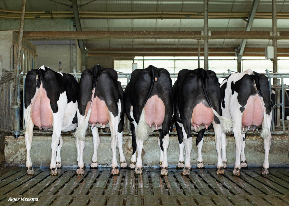 5 daughters of NUBERON - Owner: Melkveebedrijf Kossinkhoeve, Winterswijk-Huppel (NL)