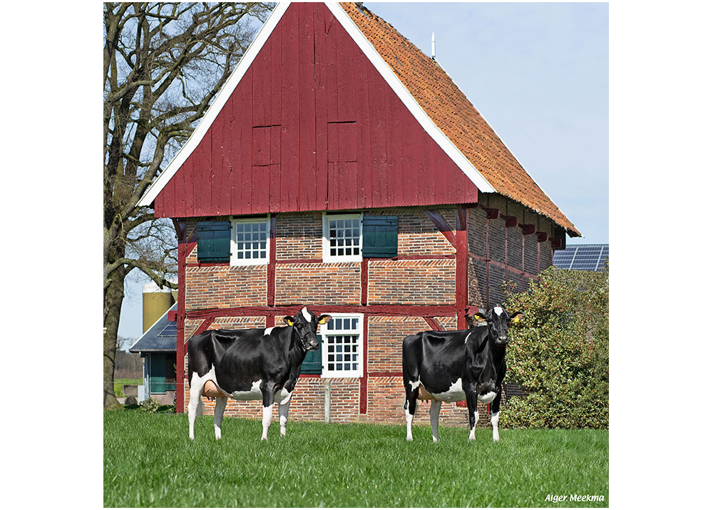 N Black Velve 58 and Gerda 99, daughters of NUBERON - Owner: Melkveebedrijf Kossinkhoeve, Winterswijk-Huppel (NL)