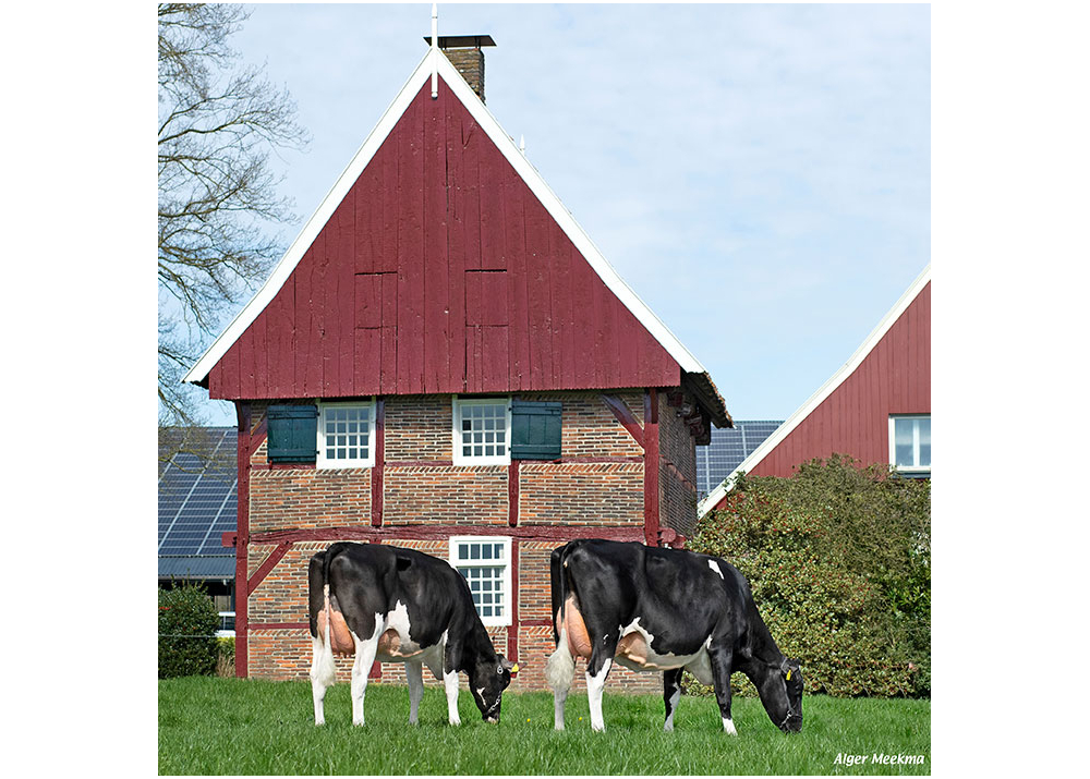 N Black Velve 58 and Gerda 99, daughters of NUBERON - Owner: Melkveebedrijf Kossinkhoeve, Winterswijk-Huppel (NL)