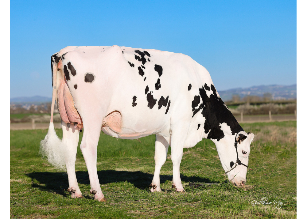 Pomnalia, daughter of NHALEN - Owner: GAEC de la Pommière. Précieux (Fr.)