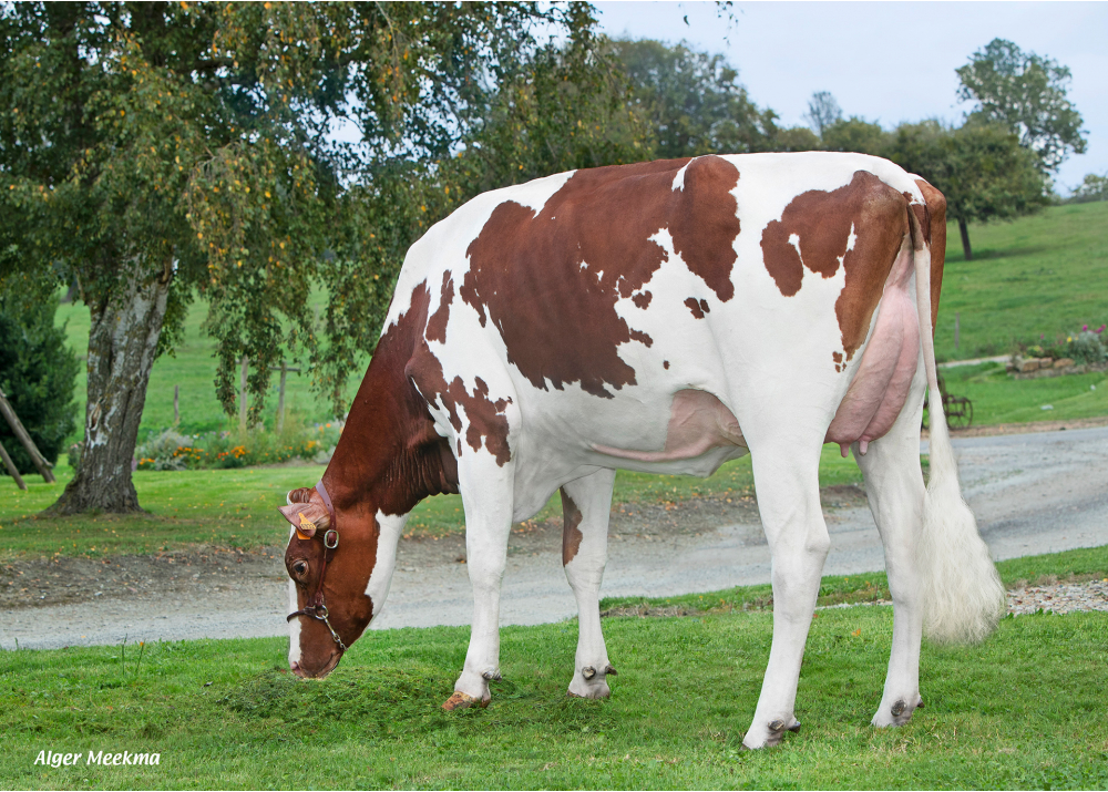 Barbrecta, fille de ONIX LP RF - Prop : GAEC Maison Neuve. Coulimer (Fr.)