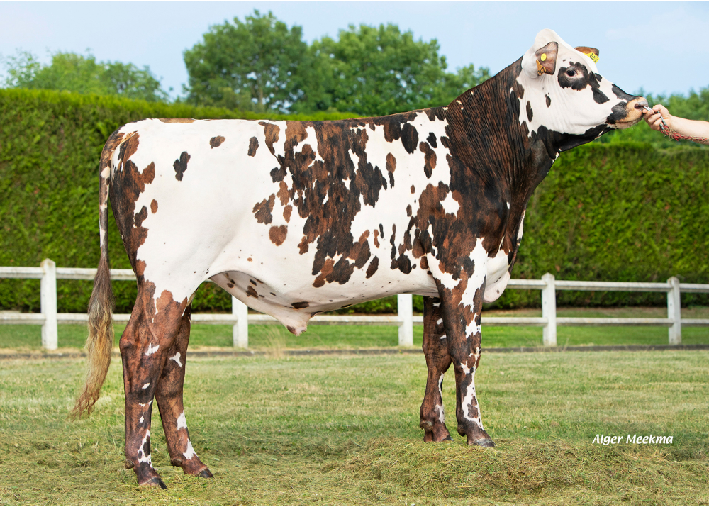 SOLFERINO