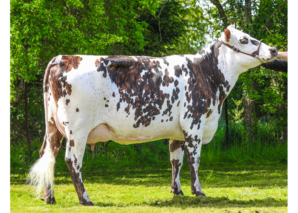 Orlane, dam of SOLIMAN - Owner: GAEC des Normandes. Caulieres (Fr.)