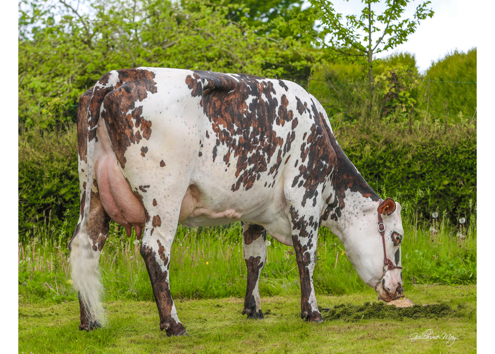 Orlane, dam of SOLIMAN - Owner: GAEC des Normandes. Caulieres (Fr.)