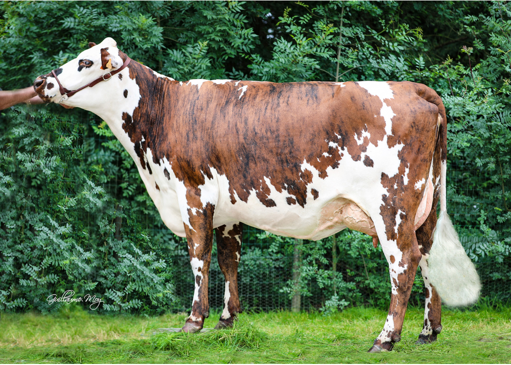 Pénélope, daughter of NESTAR GH - Owner: GAEC la Metairie des Normandes (Fr.) Pénélope, daughter of NESTAR GH - Owner: GAEC la Metairie des Normandes (Fr.)