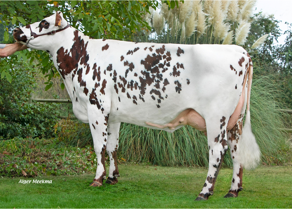 Perle, hija de MONTOYA - Prop: GAEC les Tamarylises. Saint Martin l’Aguillon (Fr.)