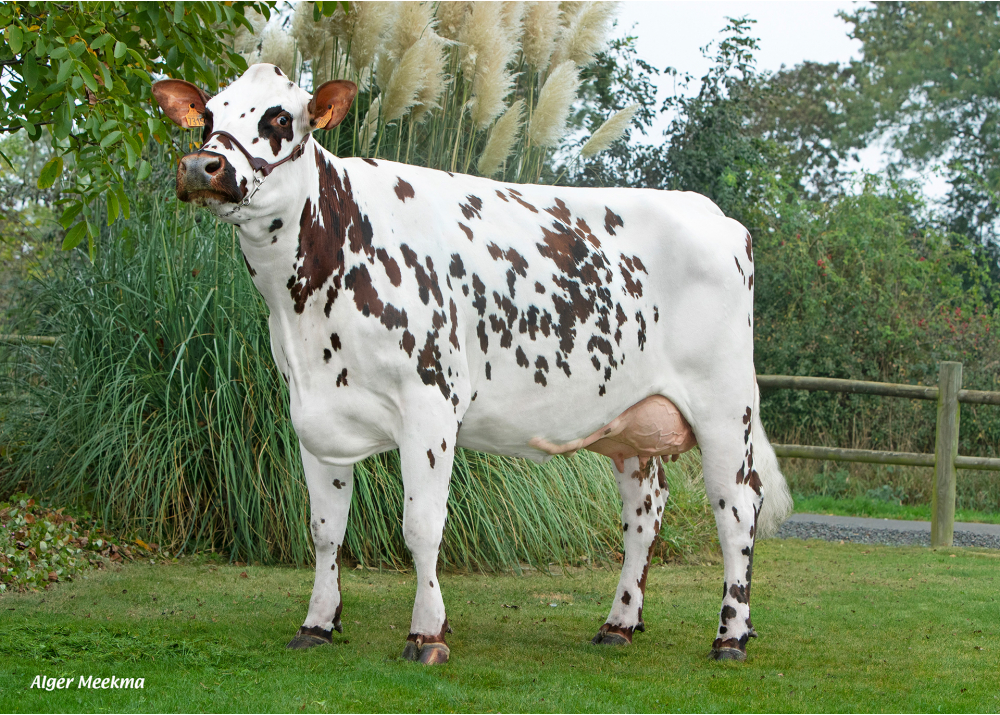 Perle, hija de MONTOYA - Prop: GAEC les Tamarylises. Saint Martin l’Aguillon (Fr.)