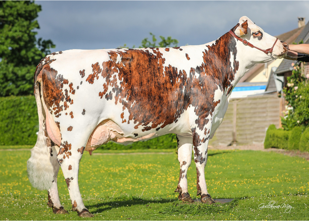 Poésie, mère de SOTCHI - Prop : SCEA Emouville  (Fr.)