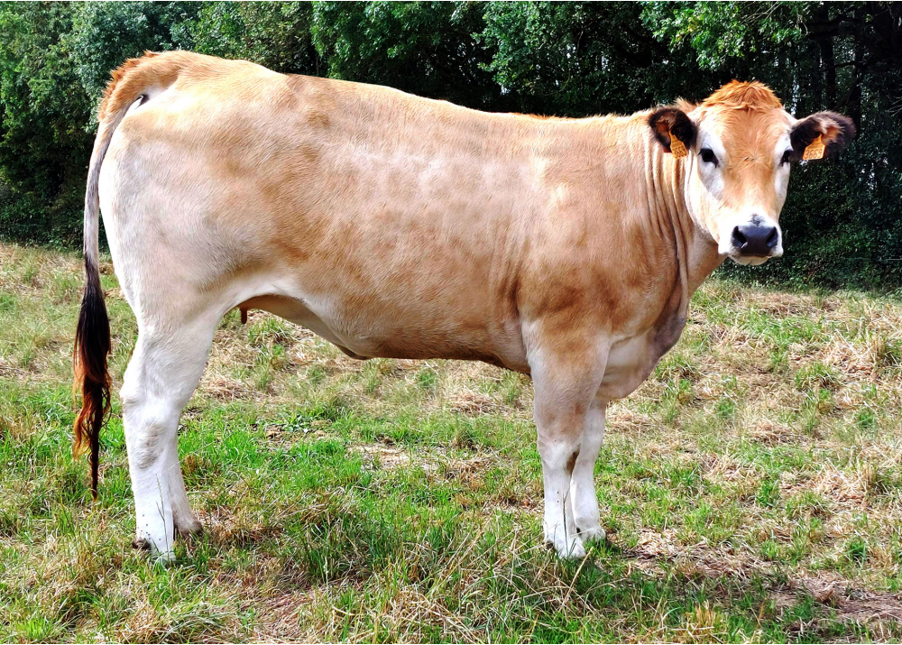 Hija de OMAR GD - Prop: GAEC Rineau (Fr.)