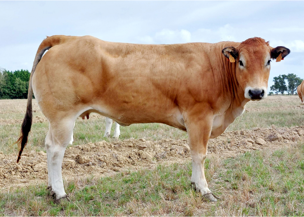 Hija de OMAR GD - Prop: GAEC Rineau (Fr.)