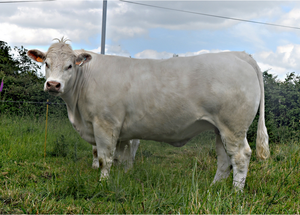 Selfie P, daughter of OCTOGONE P x VITTOZ - Owner: GAEC la Cordinière. La Chapelle-Saint-Laurent (Fr.)