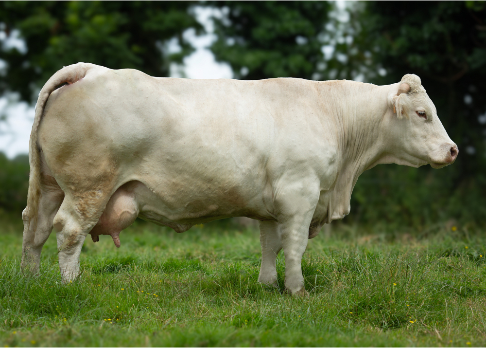2278, madre de TRIGONE P - Prop: EARL Bellet. Terres de Caux (Fr.)