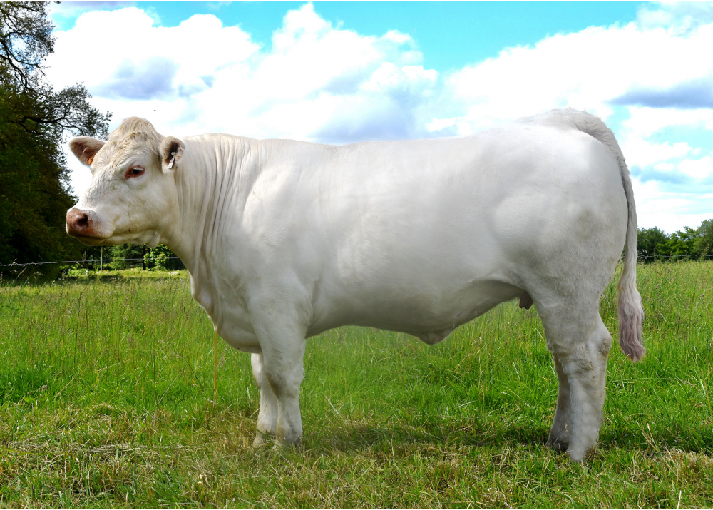Sibelle P, daughter of ONEDREAM P - Owner: GAEC LA CORDINIERE (Fr.)