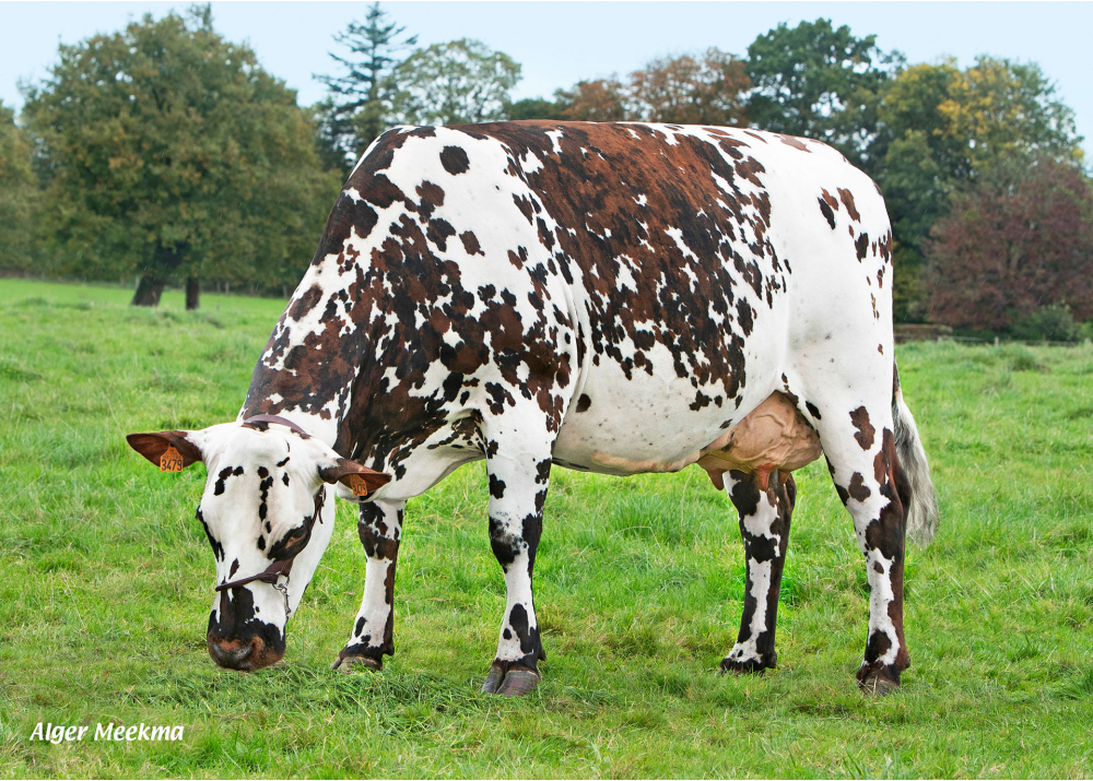 Rustique, hija de MONTOYA - Prop: GAEC Durand. Juvigny Val d’Andaine (Fr.)