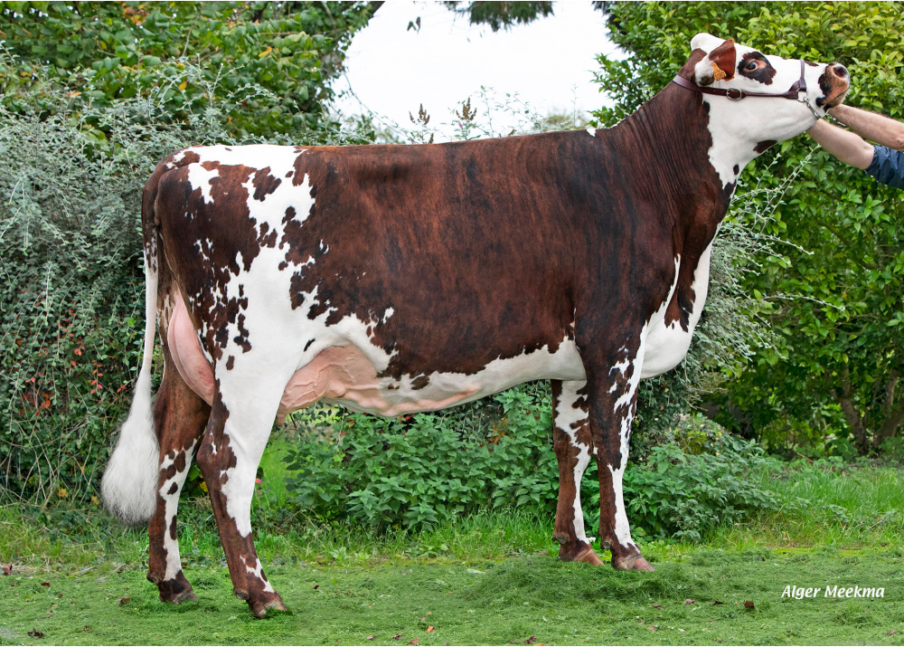 Sexy, hija de PICARD - Prop: GAEC Foucault. Briouze (Fr.)