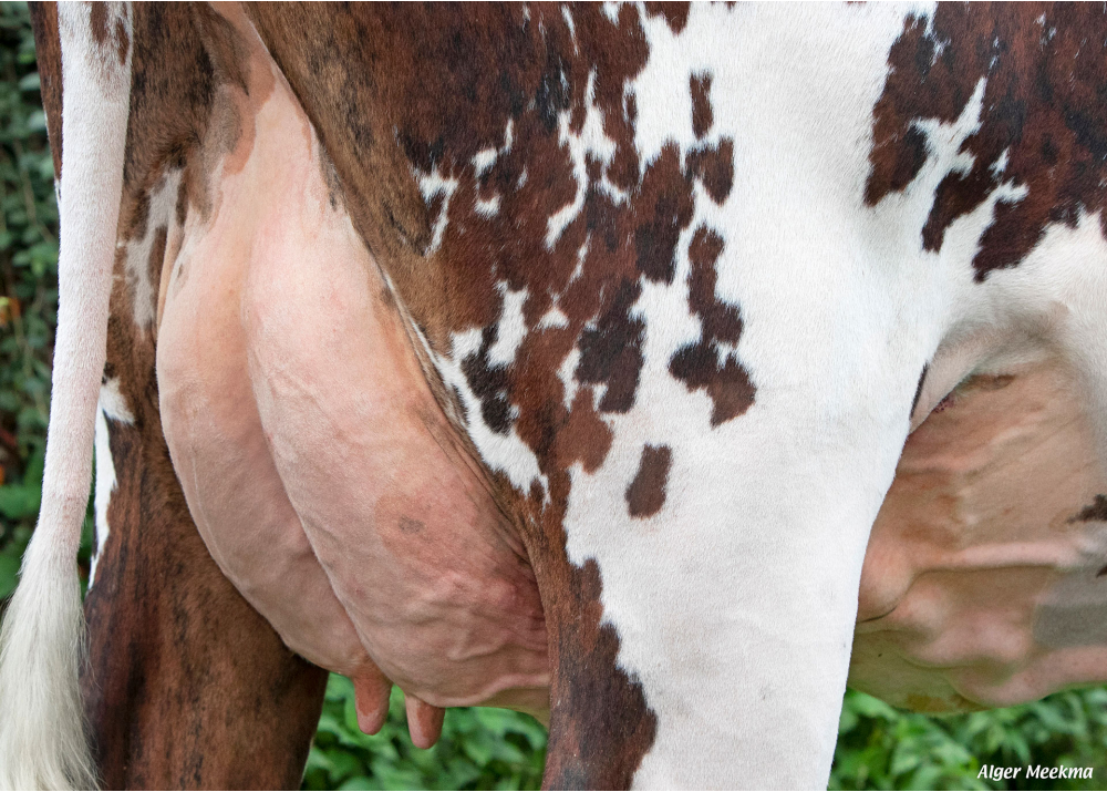 Sexy, hija de PICARD - Prop: GAEC Foucault. Briouze (Fr.)
