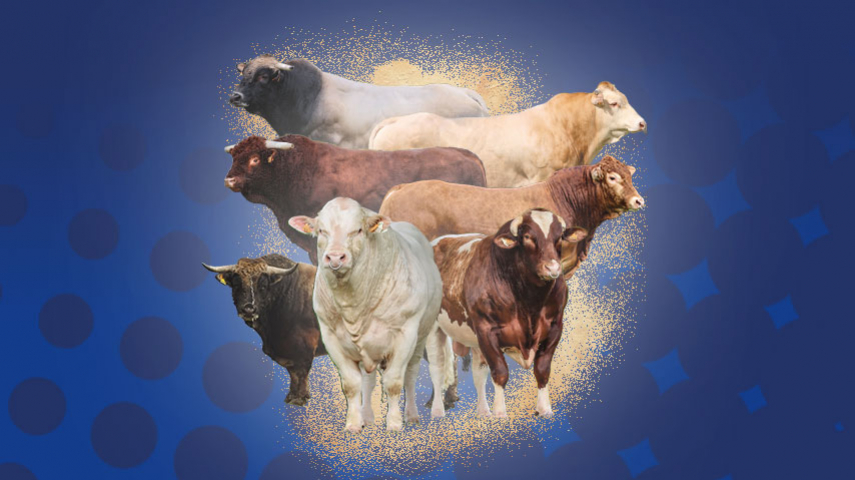 Catálogo Carne de Genes Difusión