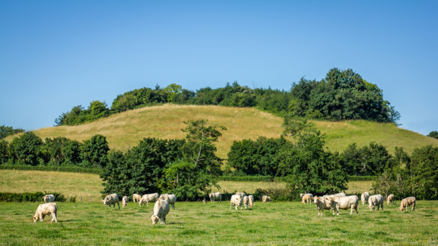 Genes Diffusion bulls under the sign of confirmation