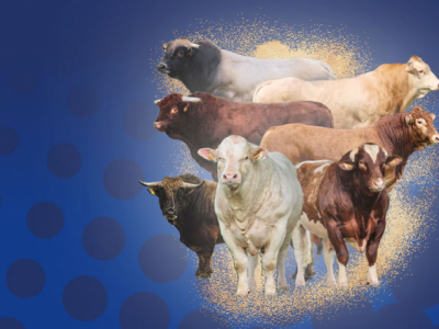 Beef Catalog