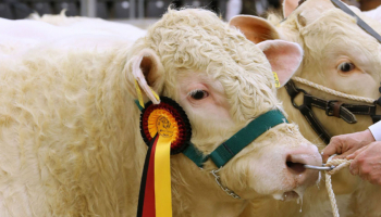 Successful exhibition of Genes Diffusion genetics in Germany