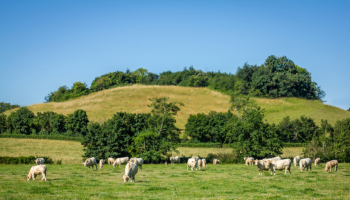 Genes Diffusion bulls under the sign of confirmation